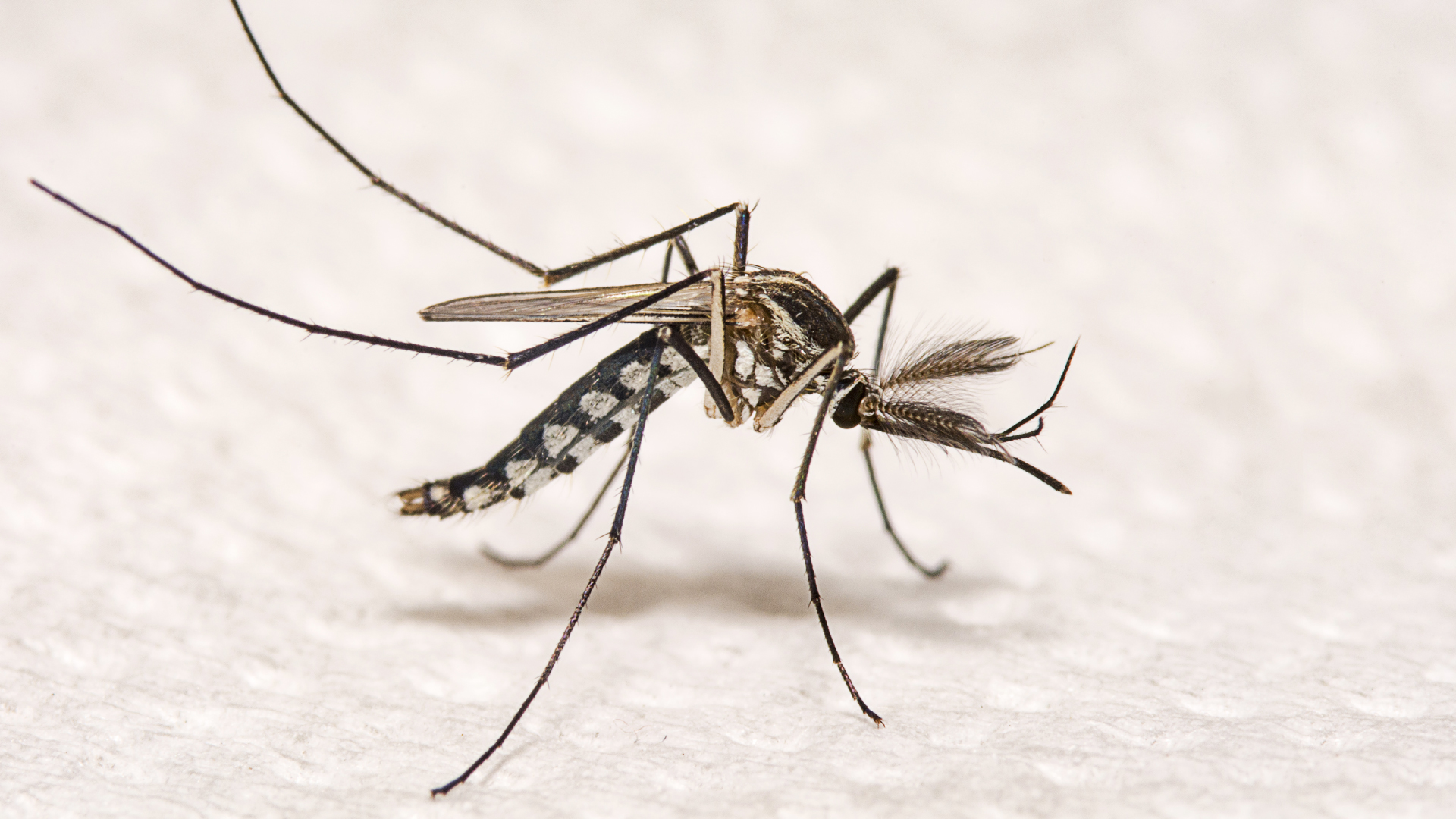 Culex quinquefasciatus